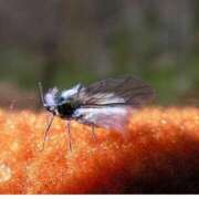 ヒメ日記 2025/11/03 19:10 投稿 シオン 人妻生レンタル