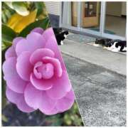 ヒメ日記 2025/11/27 17:53 投稿 シオン 人妻生レンタル