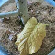 ヒメ日記 2025/11/28 13:51 投稿 シオン 人妻生レンタル