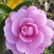 ヒメ日記 2025/12/05 11:50 投稿 シオン 人妻生レンタル