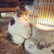 ヒメ日記 2025/12/13 10:20 投稿 シオン 人妻生レンタル