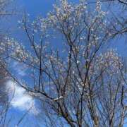 ヒメ日記 2026/03/24 12:20 投稿 シオン 人妻生レンタル