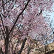 ヒメ日記 2026/03/30 14:50 投稿 シオン 人妻生レンタル