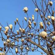 ヒメ日記 2026/03/31 13:40 投稿 シオン 人妻生レンタル