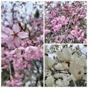 ヒメ日記 2026/04/07 15:07 投稿 シオン 人妻生レンタル