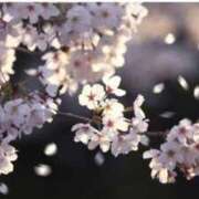 ヒメ日記 2026/04/12 09:50 投稿 シオン 人妻生レンタル
