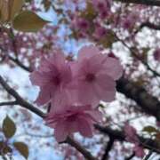 シオン おはようございます🌸 人妻生レンタル