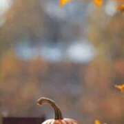 ヒメ日記 2025/10/14 16:57 投稿 葉山 ふうか 大奥 難波店