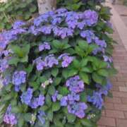 ヒメ日記 2025/06/13 08:00 投稿 はつね 上野デリヘル倶楽部