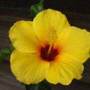 ヒメ日記 2026/03/28 12:54 投稿 中山きよみ 五十路マダム 岐阜店