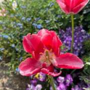 ヒメ日記 2025/04/17 18:03 投稿 Gの未体験衝撃『あおい』 ESSENCE