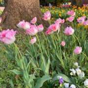 ヒメ日記 2025/04/22 20:31 投稿 Gの未体験衝撃『あおい』 ESSENCE