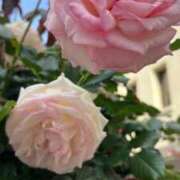 ヒメ日記 2025/05/22 23:14 投稿 Gの未体験衝撃『あおい』 ESSENCE