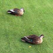 ヒメ日記 2025/05/25 22:02 投稿 Gの未体験衝撃『あおい』 ESSENCE