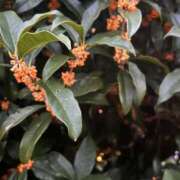 ヒメ日記 2025/10/19 20:09 投稿 Gの未体験衝撃『あおい』 ESSENCE