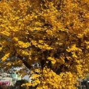 ヒメ日記 2025/12/03 17:31 投稿 Gの未体験衝撃『あおい』 ESSENCE