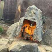 ヒメ日記 2025/01/25 22:12 投稿 りの MINT（ミント）