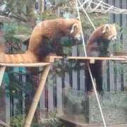 伊織 レッサーパンダ可愛いですね😊 熟女の風俗最終章　鶯谷店