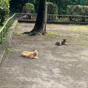 ヒメ日記 2026/06/12 17:24 投稿 加藤 鶯谷人妻城