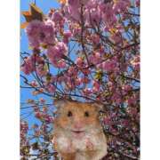 さら 春 制服天国（ユメオト）