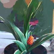 ヒメ日記 2025/01/01 14:12 投稿 藤原 あおい 性の極み妻 好き者たちの宴