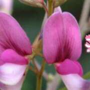 ヒメ日記 2025/07/17 22:32 投稿 原田麗子 五十路マダム 岐阜店