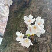 ヒメ日記 2025/03/31 21:02 投稿 ひびき Evolution 2nd