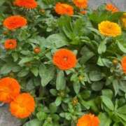 ヒメ日記 2025/04/10 16:52 投稿 ひびき Evolution 2nd