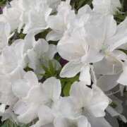 ヒメ日記 2025/05/03 07:32 投稿 ひびき Evolution 2nd