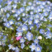 ヒメ日記 2025/05/31 08:32 投稿 ひびき Evolution 2nd