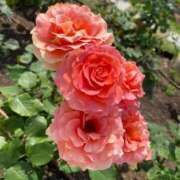 ヒメ日記 2025/06/01 21:35 投稿 ひびき Evolution 2nd