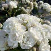 ヒメ日記 2025/06/05 00:05 投稿 ひびき Evolution 2nd