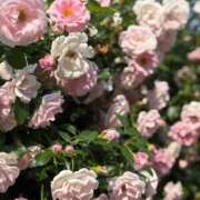 ヒメ日記 2025/06/13 22:52 投稿 ひびき Evolution 2nd