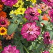 ヒメ日記 2025/06/19 00:12 投稿 ひびき Evolution 2nd