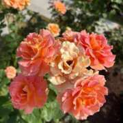 ヒメ日記 2025/06/22 00:02 投稿 ひびき Evolution 2nd