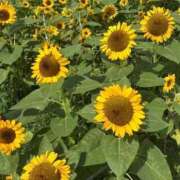 ヒメ日記 2025/09/07 10:02 投稿 ひびき Evolution 2nd