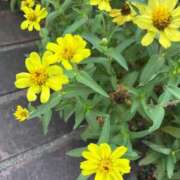 ヒメ日記 2025/09/11 00:17 投稿 ひびき Evolution 2nd