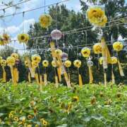 ヒメ日記 2025/09/12 09:03 投稿 ひびき Evolution 2nd