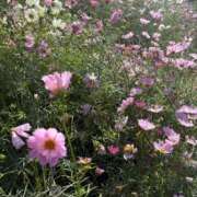 ヒメ日記 2025/11/13 13:32 投稿 ひびき Evolution 2nd