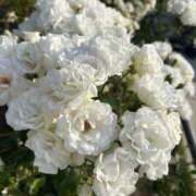 ヒメ日記 2025/11/20 13:03 投稿 ひびき Evolution 2nd