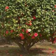 ヒメ日記 2025/11/23 00:12 投稿 ひびき Evolution 2nd