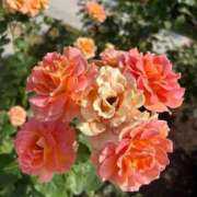 ヒメ日記 2025/12/11 22:22 投稿 ひびき Evolution 2nd