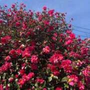 ヒメ日記 2026/01/08 00:12 投稿 ひびき Evolution 2nd