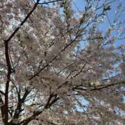 ヒメ日記 2026/03/26 15:52 投稿 ひびき Evolution 2nd