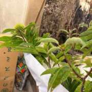 ヒメ日記 2026/09/02 13:42 投稿 ひびき Evolution 2nd
