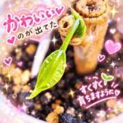 ヒメ日記 2026/10/12 07:03 投稿 りく ギン妻パラダイス 和歌山店