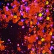 ヒメ日記 2025/08/22 16:44 投稿 佐久間みこと 全裸美女からのカゲキな誘惑