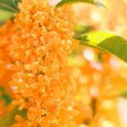 ヒメ日記 2025/10/25 18:52 投稿 佐久間みこと 全裸美女からのカゲキな誘惑