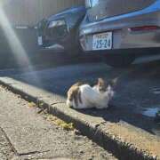 ヒメ日記 2025/09/25 17:57 投稿 逗子みこと THE痴漢電車.com