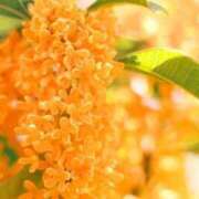 ヒメ日記 2025/10/25 18:53 投稿 逗子みこと THE痴漢電車.com